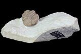Enrolled Lochovella (Reedops) Trilobite - Oklahoma #68616-2